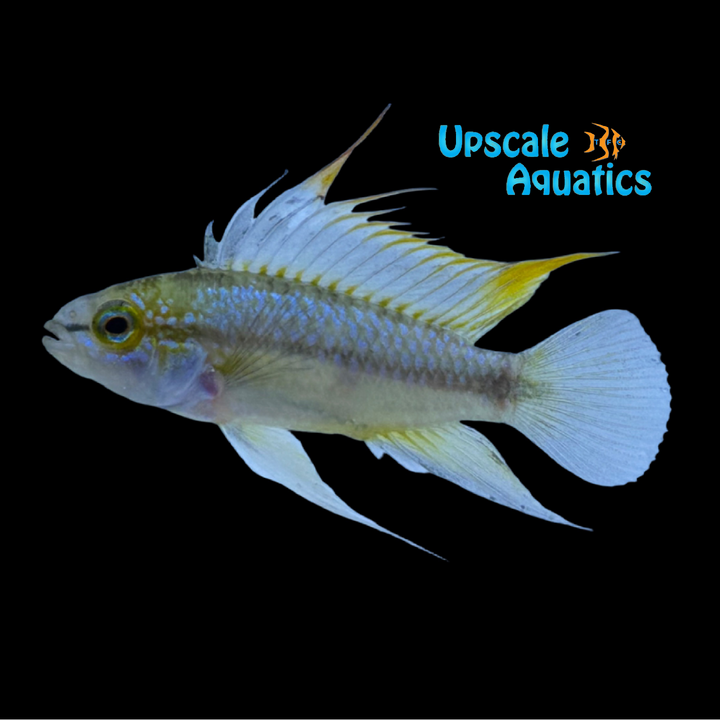 Three Stripe Apisto. (Apistogramma trifasciata)