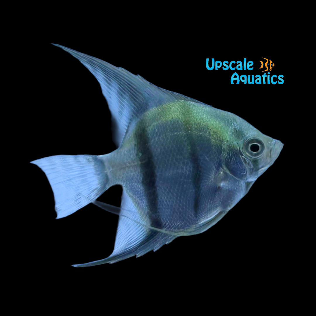 Neon Blue Angelfish (Pterophyllum scalare)