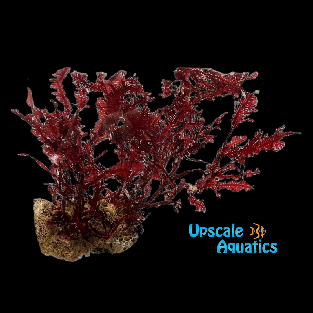 Red Fern Macroalgae (Haliptilon sp.)