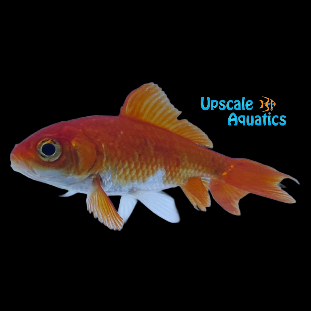 Assorted Wakin Goldfish (Carassius auratus)