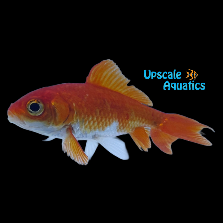 Assorted Wakin Goldfish (Carassius auratus)