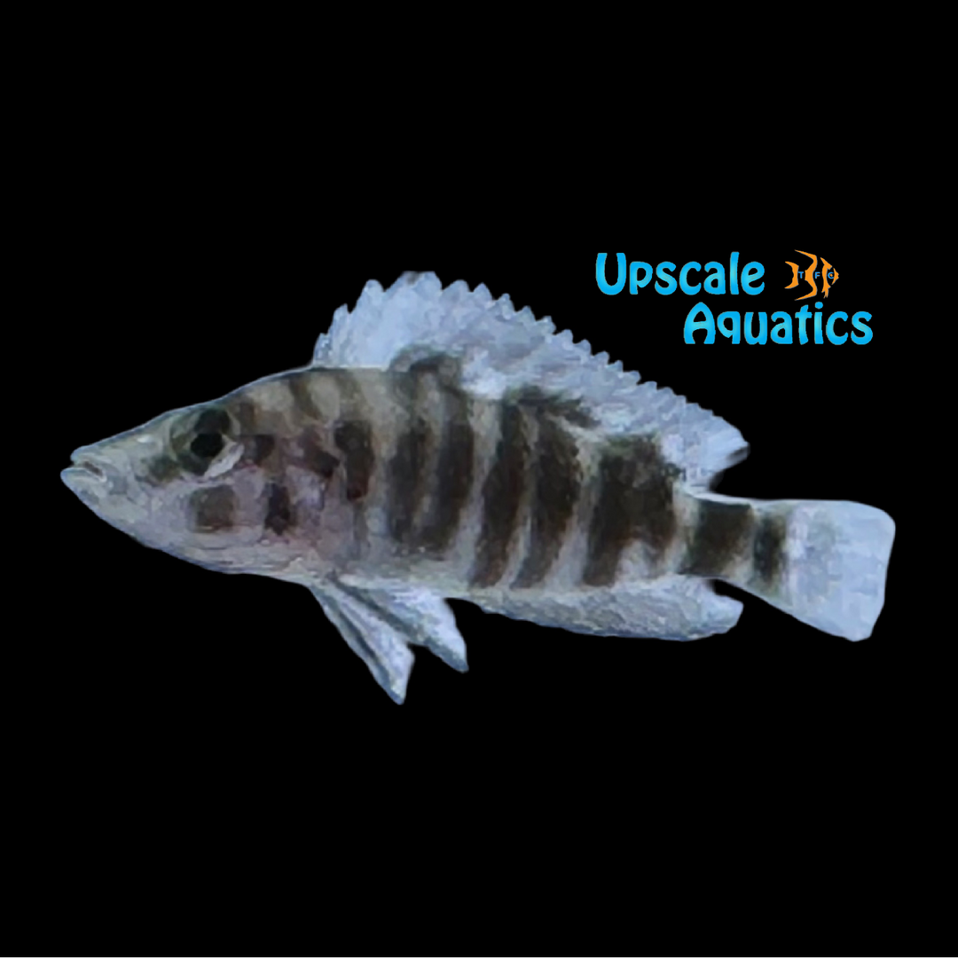 Tembwe Black Compressiceps (Altolamprologus compressiceps 'Tembew Black')