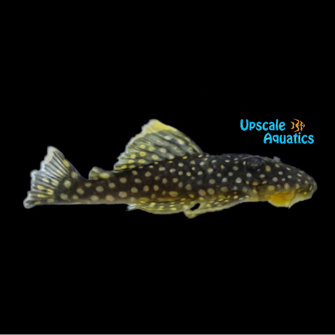 Gold Nugget Pleco L018 (Baryancistrus xanthellus)