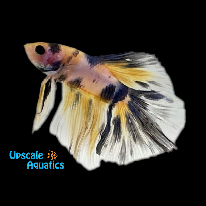 Yellow / Blue Galaxy Halfmoon Betta - Male (Betta splendens)