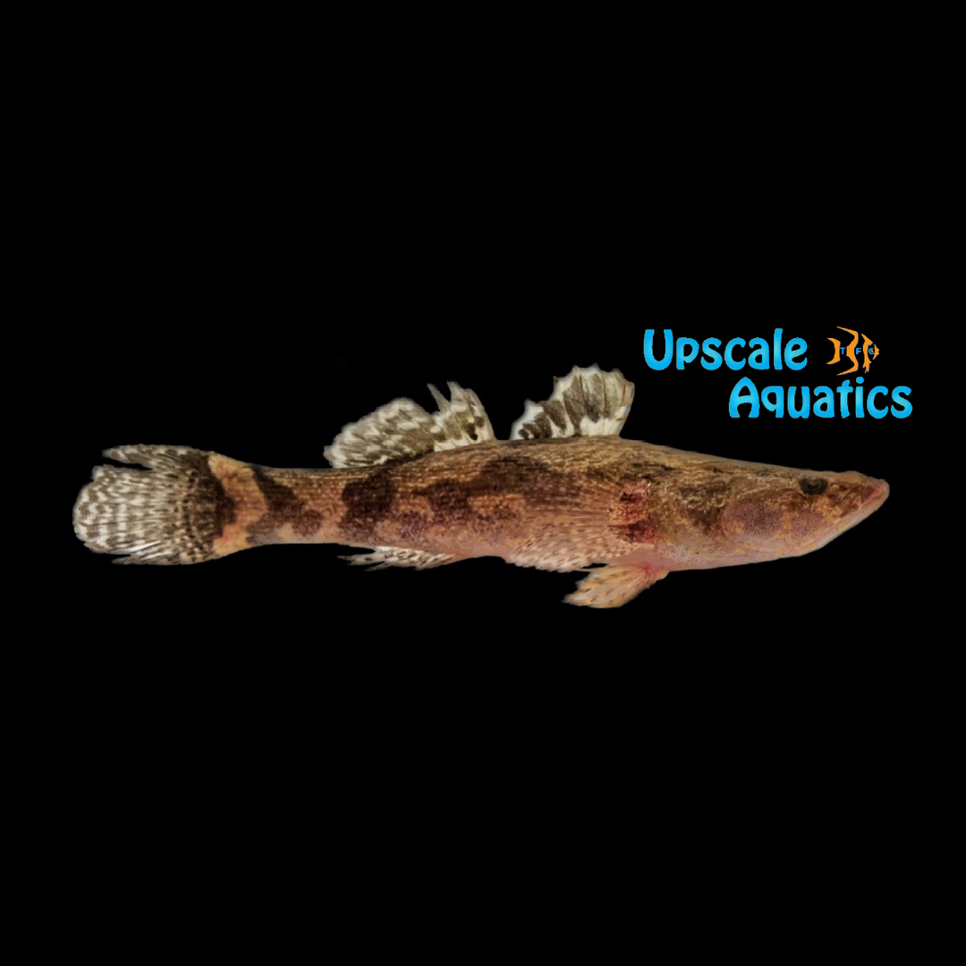 Marble Goby (Oxyeleotris marmorata)
