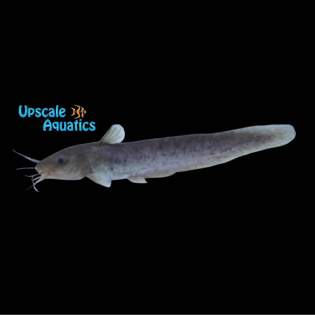 Narrow Fronted Tandan Catfish (Neosilurus ater)