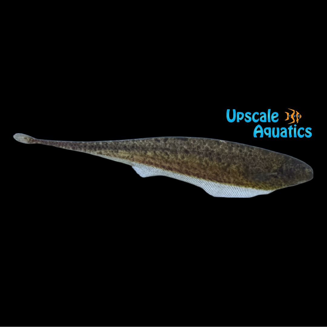 Dwarf Marbled Knifefish (Adontosternarchus clarkae)