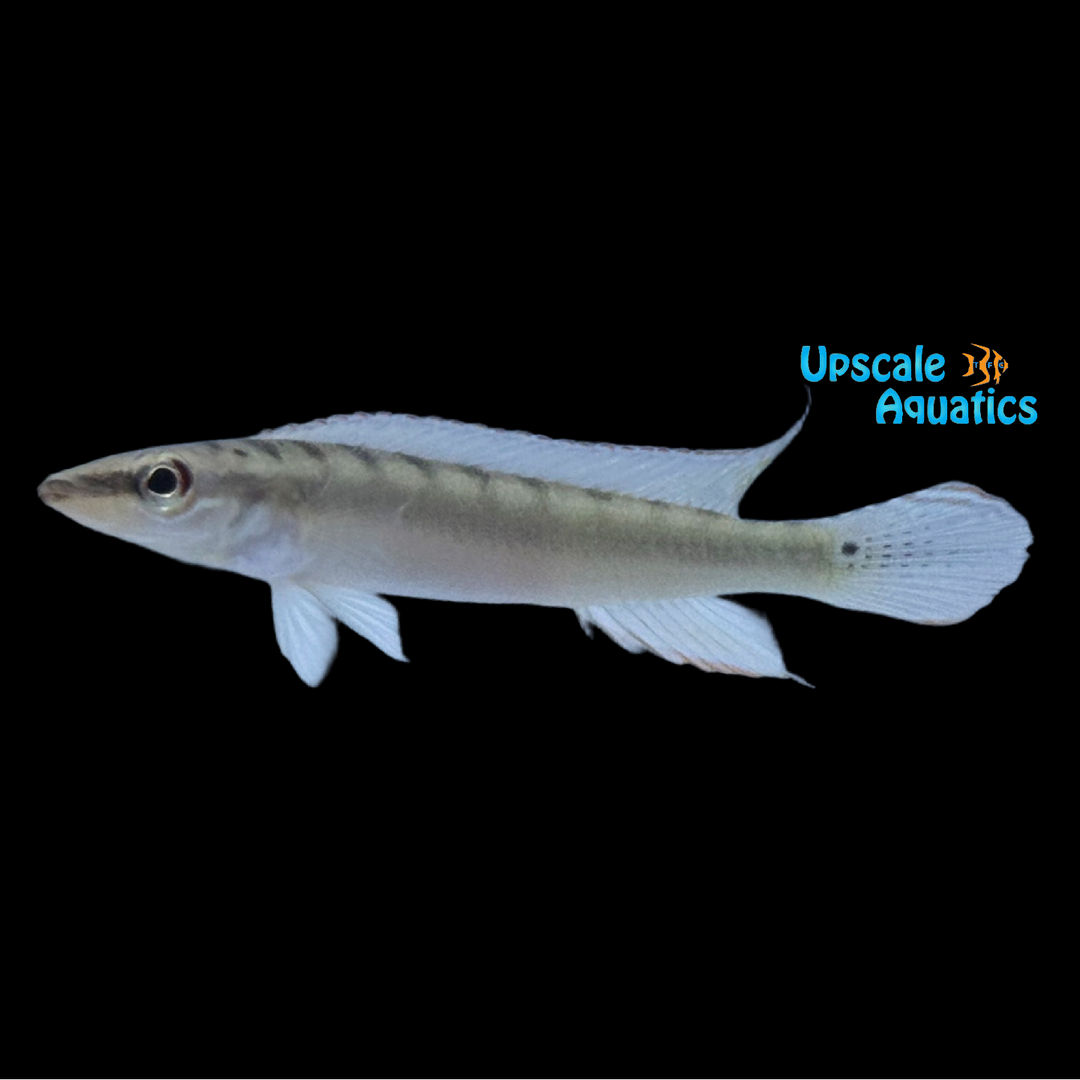 Wallace's Dwarf Pike Cichlid (Wallaciia wallacii)