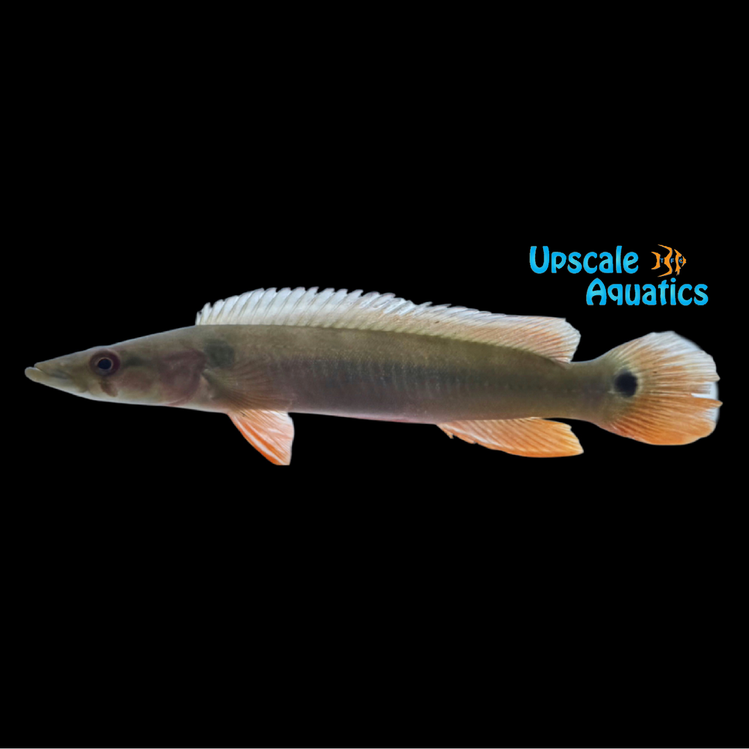 Red Xingu II Pike Cichlid (Crenicichla sp. Xingu II)