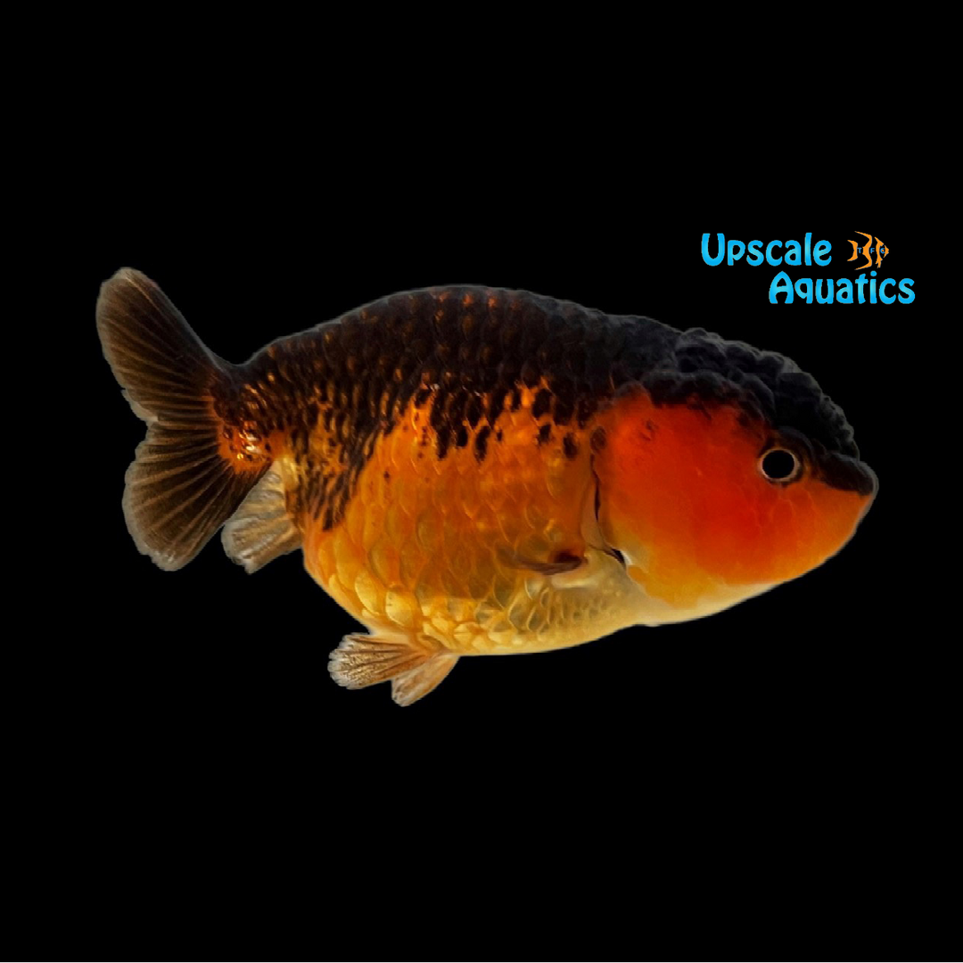 Assorted Ranchu Goldfish (Carassius auratus)