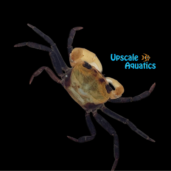 Panda Crab (Geosesarma sp. 'Borneo')