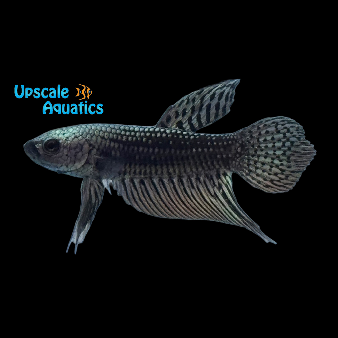 Alien Copper Violet Plakat Betta - Male (Betta splendens)