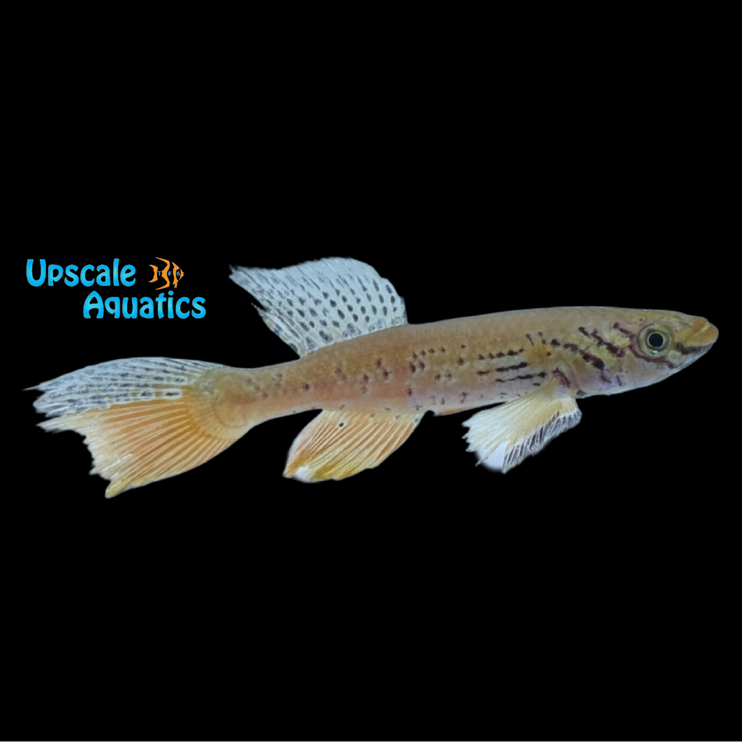 Kribi Killifish (Fundulopanchax kribianum 'Fifinda')