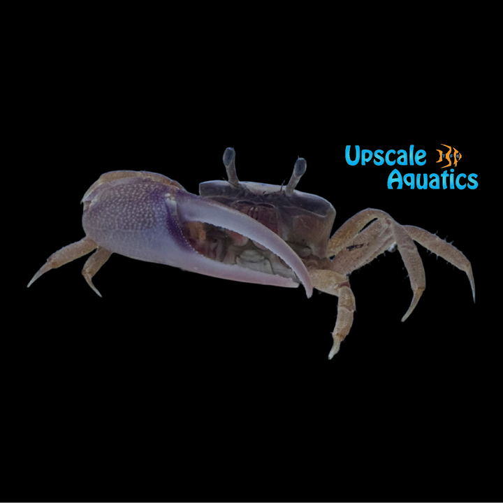 Pink Atlantic Sand Fiddler Crab (Leptuca pugilator)