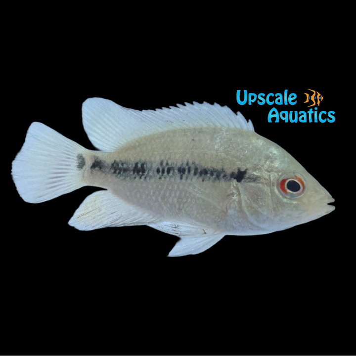 Lyon's Cichlid (Amphilophus lyonsi)