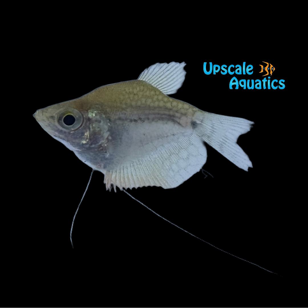 Balloon Pearl Leeri Gourami (Trichopodus leerii)