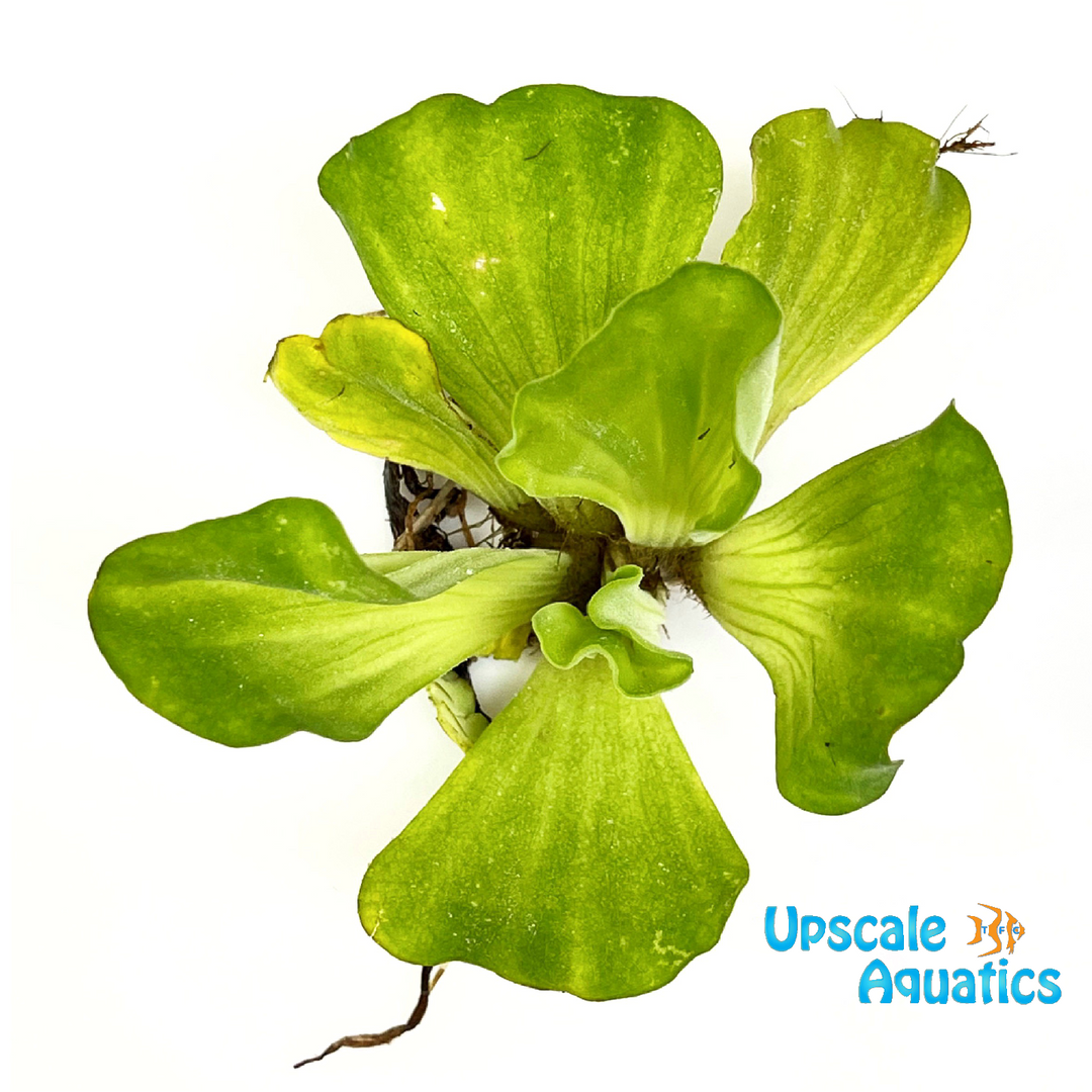 Water Lettuce (Pista Stratiotes)