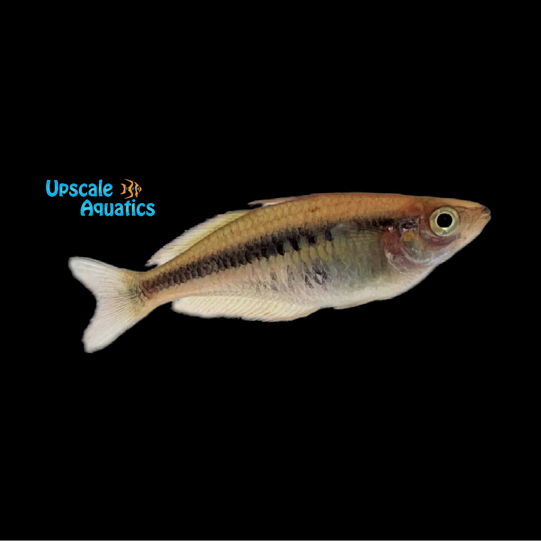 Alleni Rainbowfish 'Wapoga' (Chilatherina alleni)