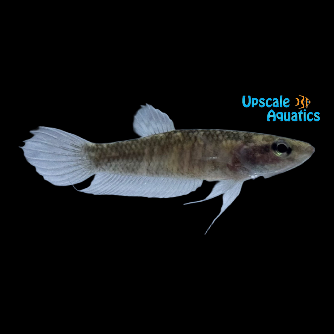 Blue Firefly Betta (Betta dimidiata)