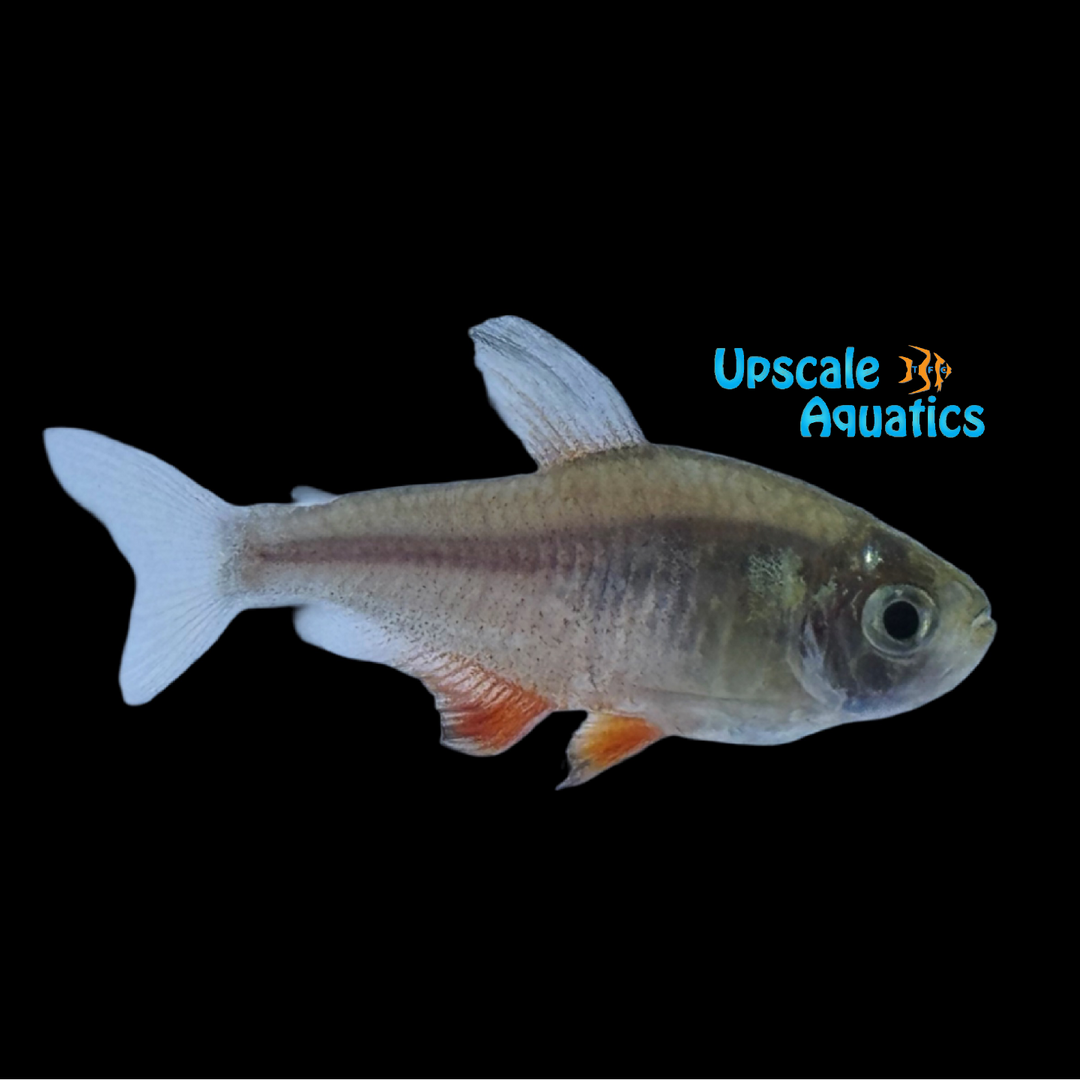 Flame Tetra (Hyphessobrycon flammeus)