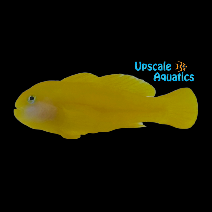 Yellow Clown Goby (Gobiodon okinawae)