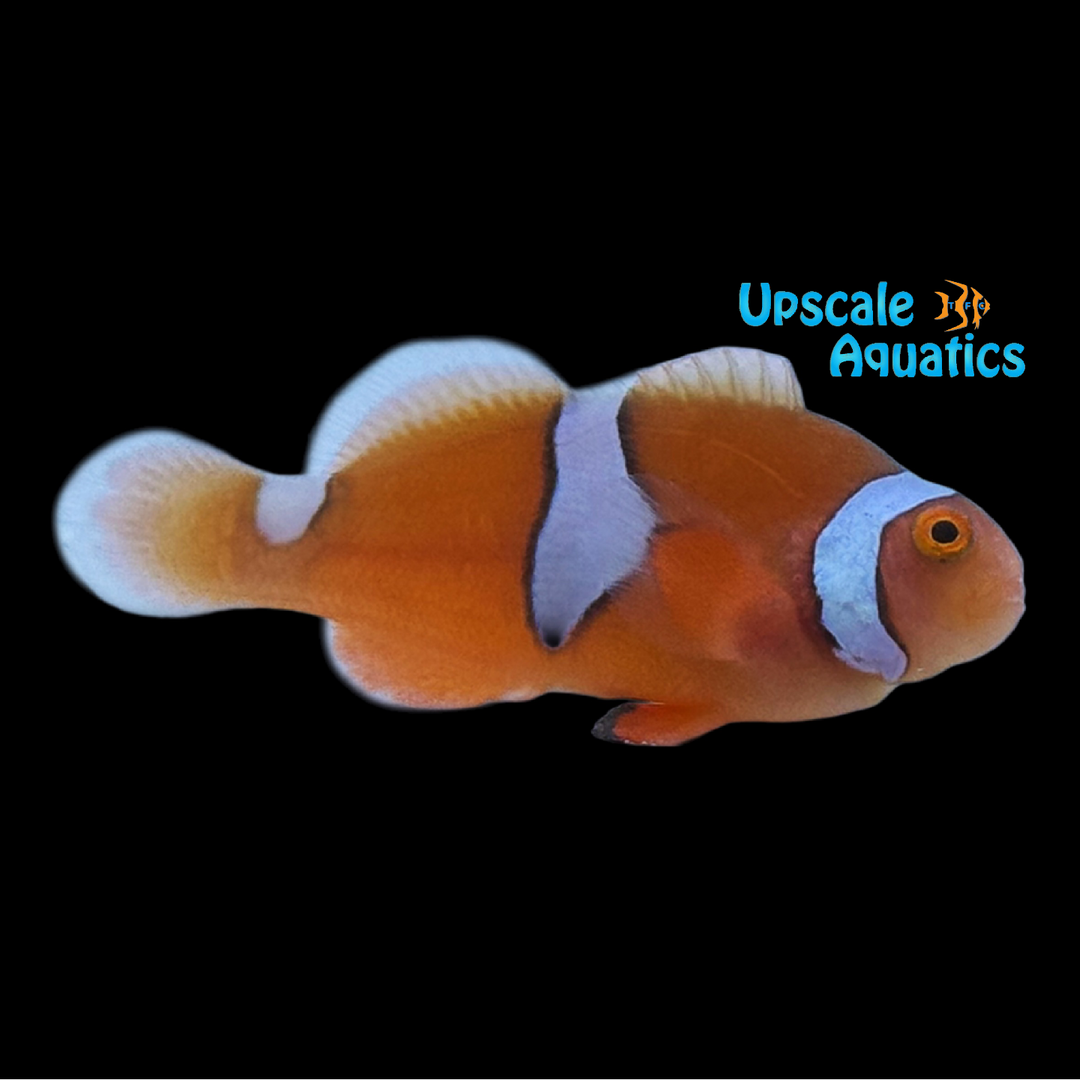 Misbar Percula Clownfish (Amphiprion percula)