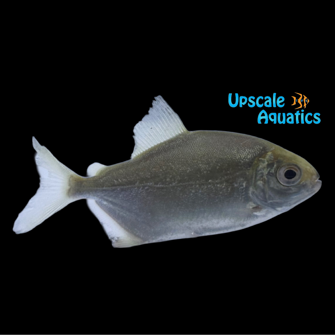 Green Blood Pacu (Utiaritichthys longidorsalis)