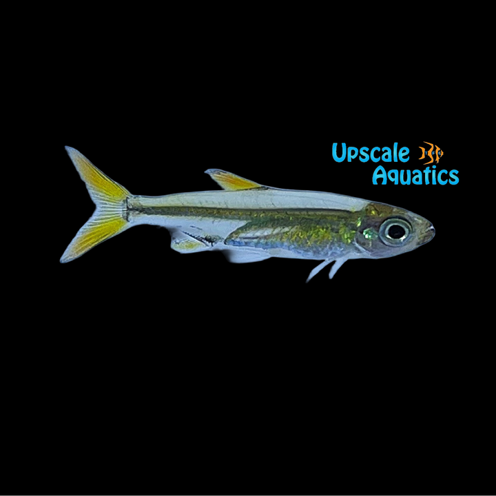Jelly Bean Tetra (Ladigesia roloffi)