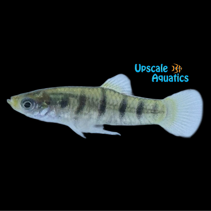 Tiger Limia (Limia islai 'Tiger' Lake Miragoane)