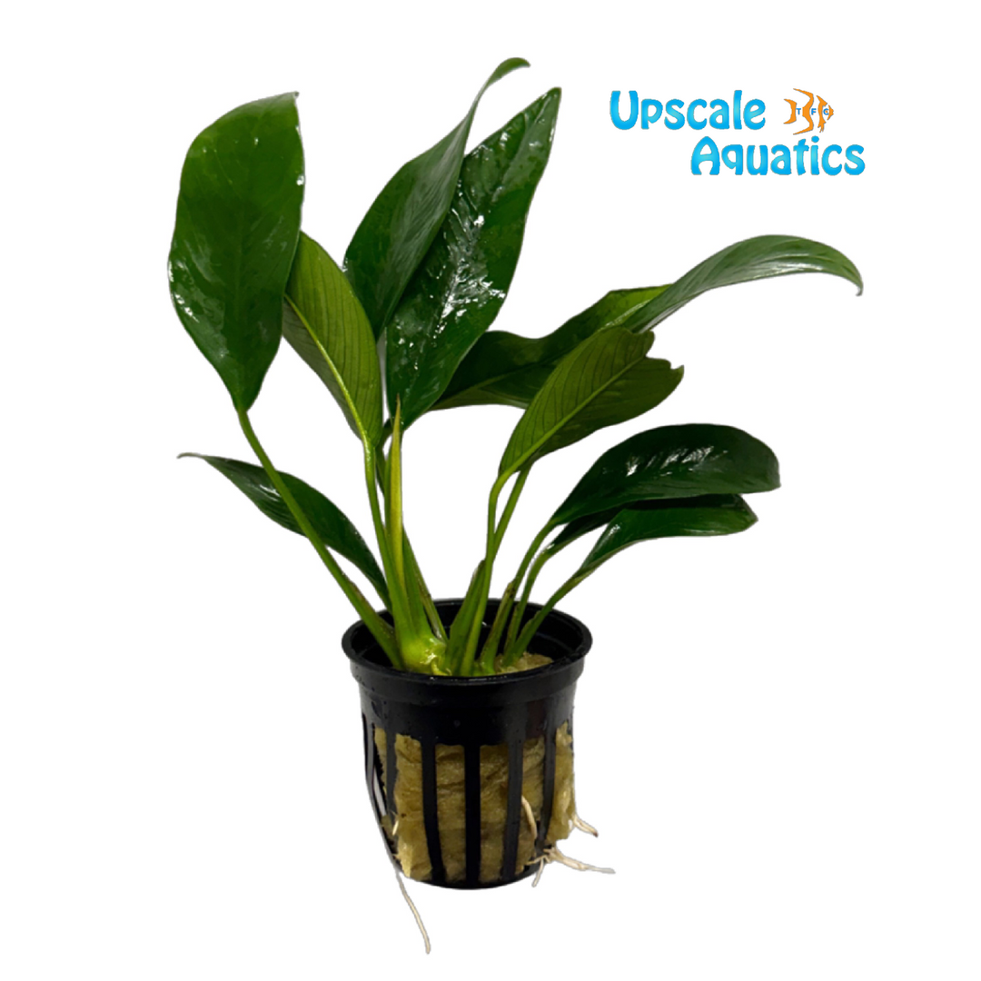 Afzelii Anubias (Anubias afzelii)
