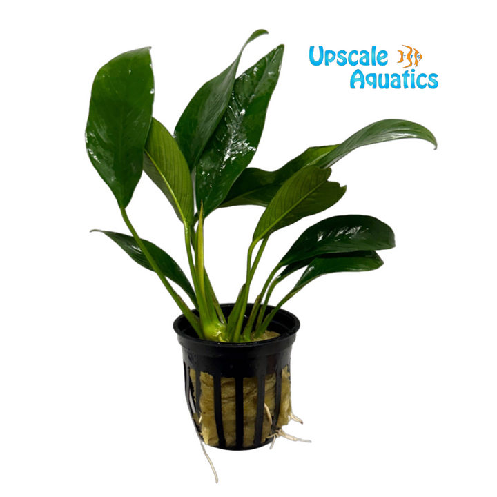 Afzelii Anubias (Anubias afzelii)