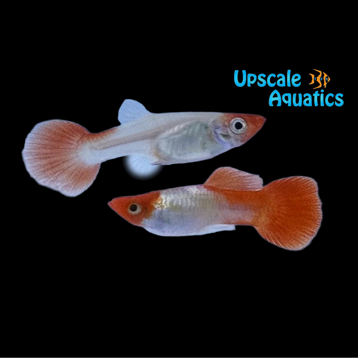 Koi Kohaku Guppy (Poecilia reticulata)