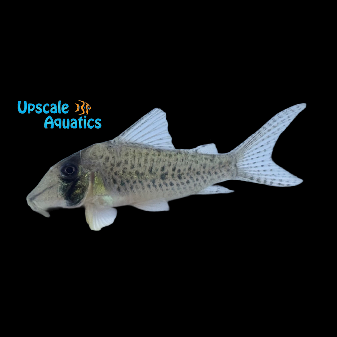 White Cory C053 (Corydoras iiap)