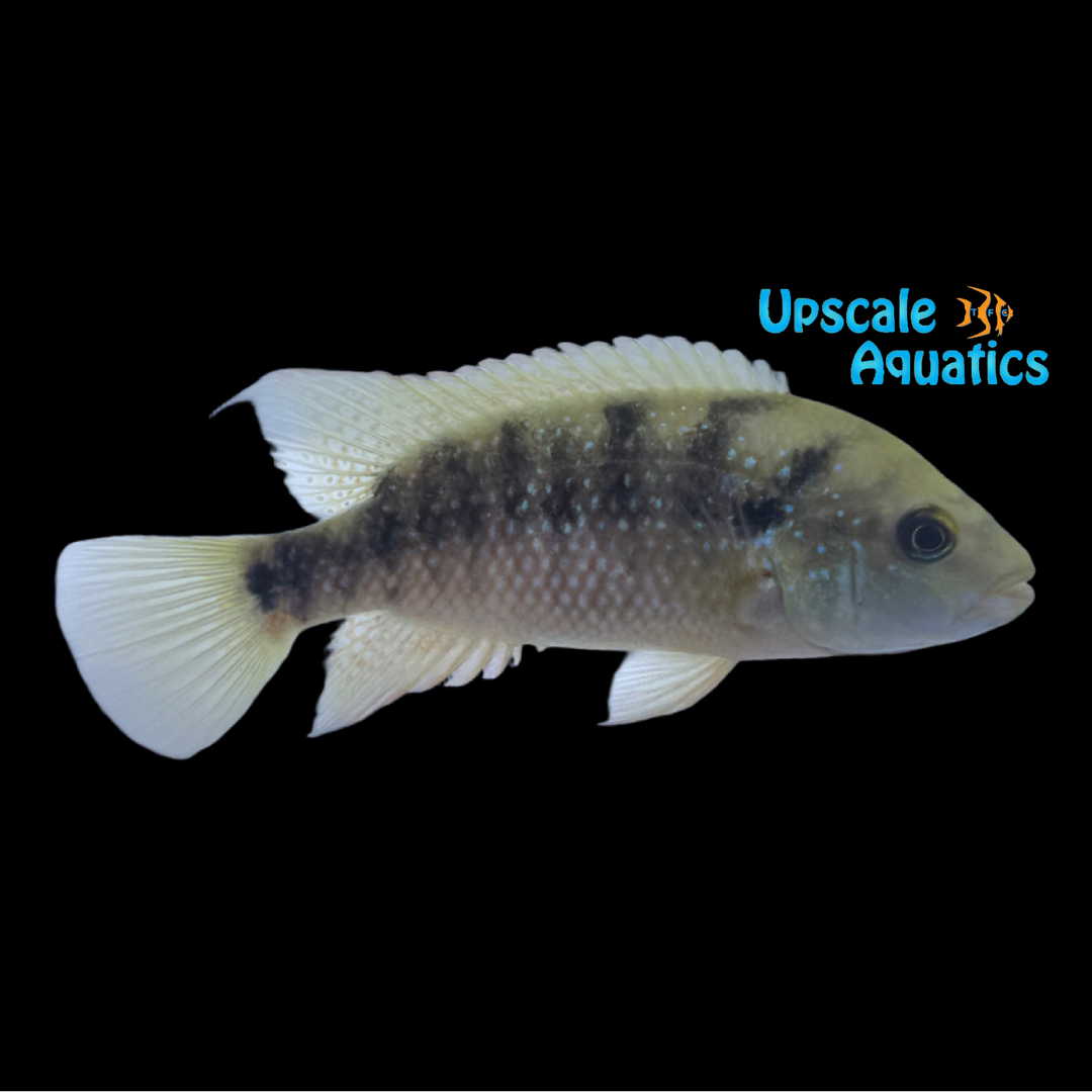 Red Side Cichlid (Amphilophus istlanus)