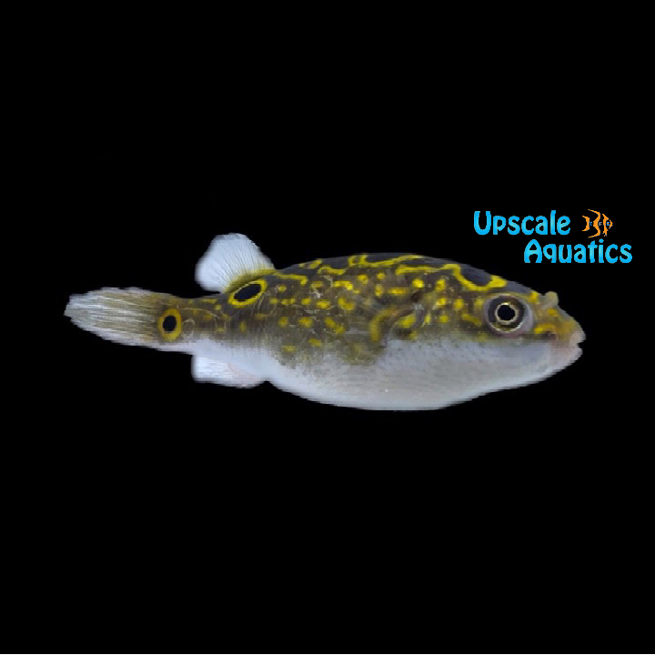 Figure Eight Puffer (Tetraodon biocellatus)