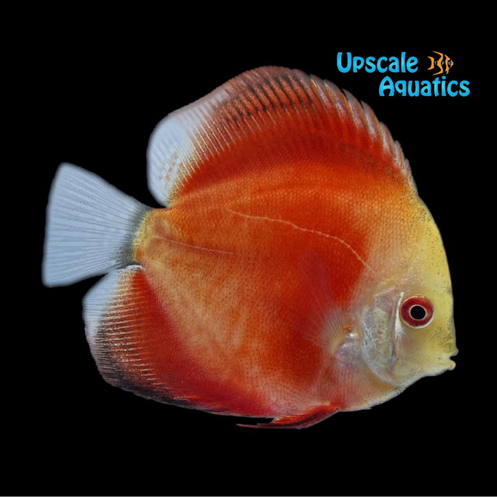 Red Melon Discus (Symphysodon aequifasciatus)