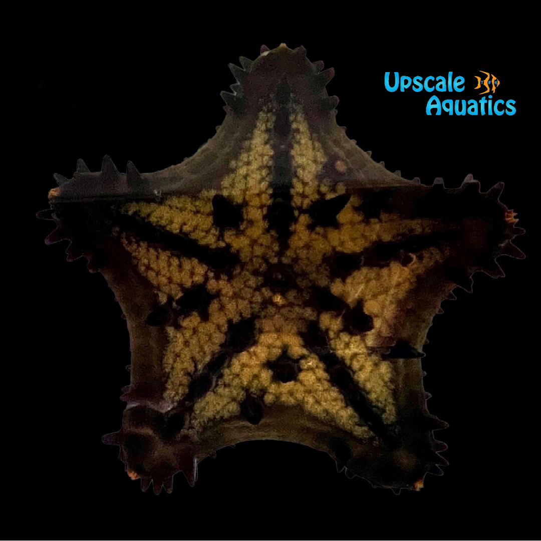 Black Chip Starfish (Nidorellia armata)
