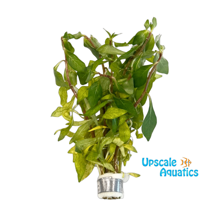 Ludwigia Cuba (Ludwigia inclinata var. Cuba)