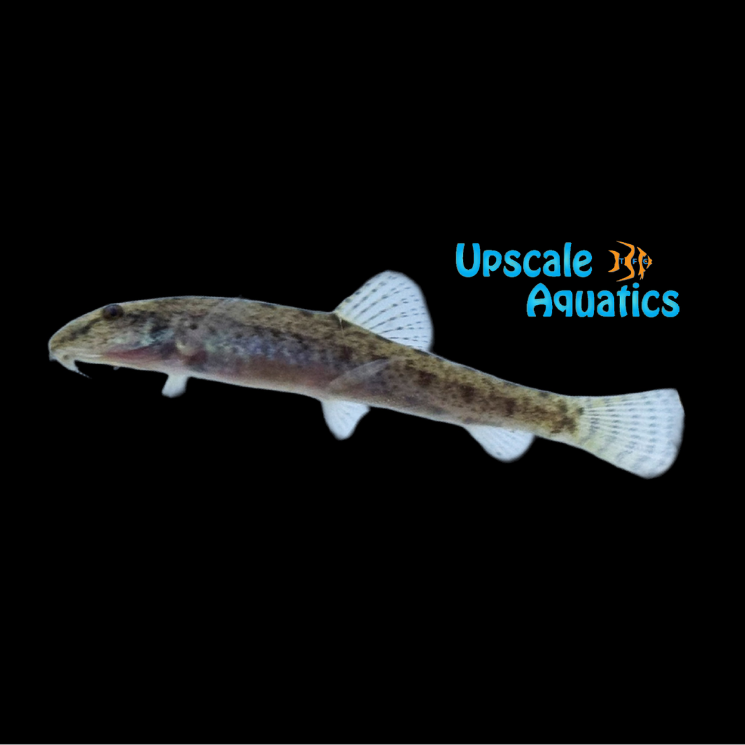 Gold Pygmy Horseface Loach (Kottelatlimia pristes)
