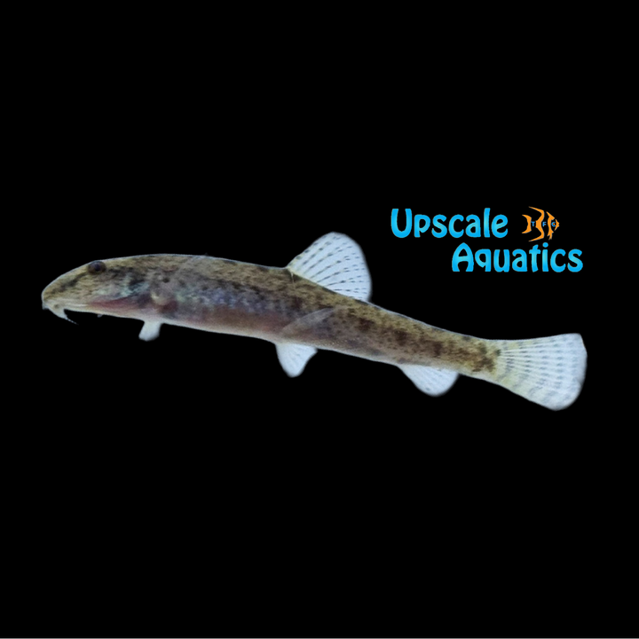 Gold Pygmy Horseface Loach (Kottelatlimia pristes)