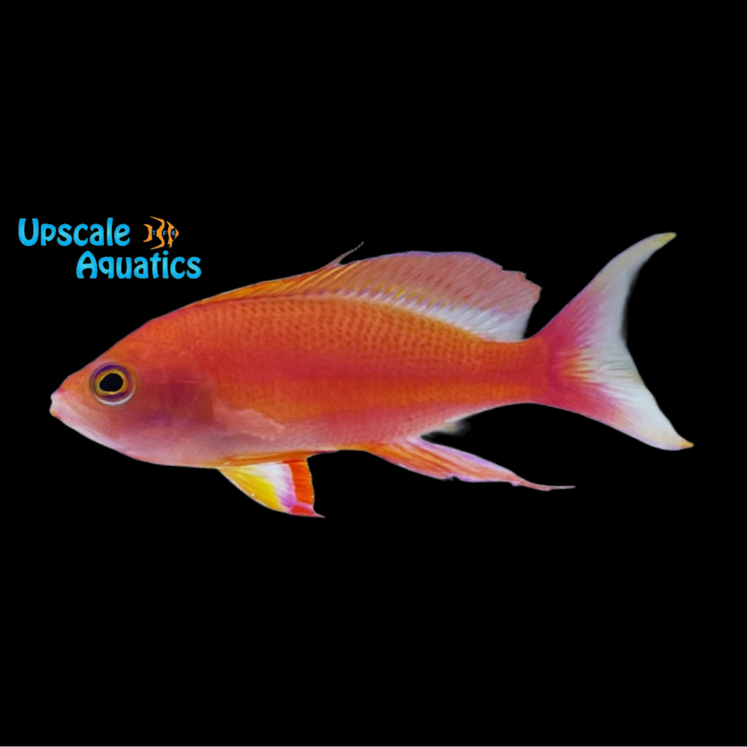 Resplendent Anthias (Pseudanthias pulcherrimus)