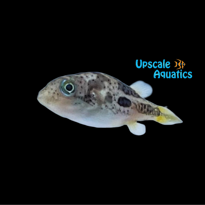 Imitator Dwarf Puffer (Carinotetraodon imitator)