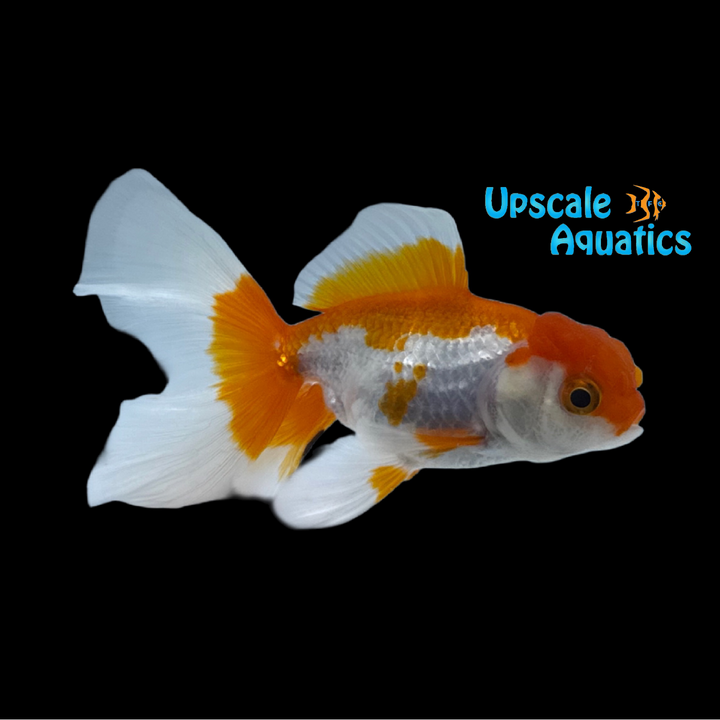 Thai Halfmoon Tail Oranda Goldfish (Carassius auratus)