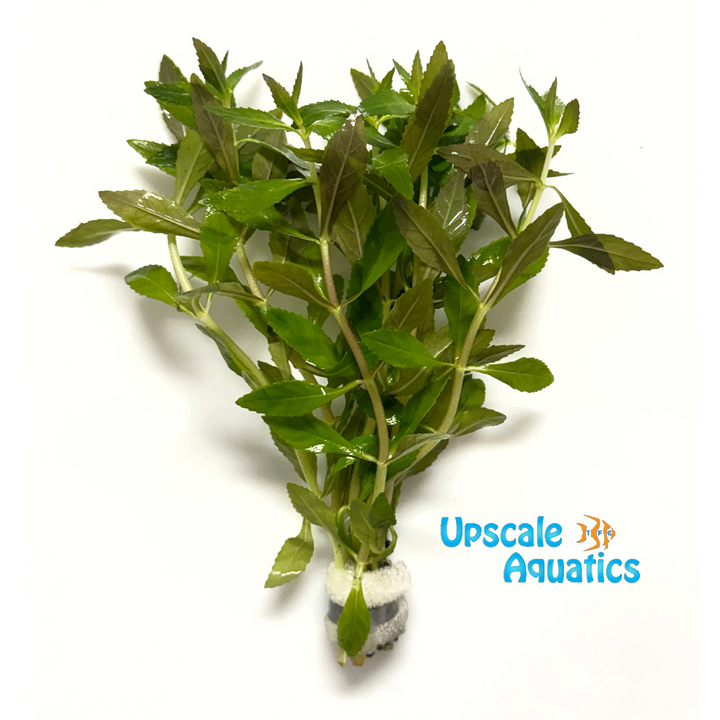 Limnophila Hippuridoides