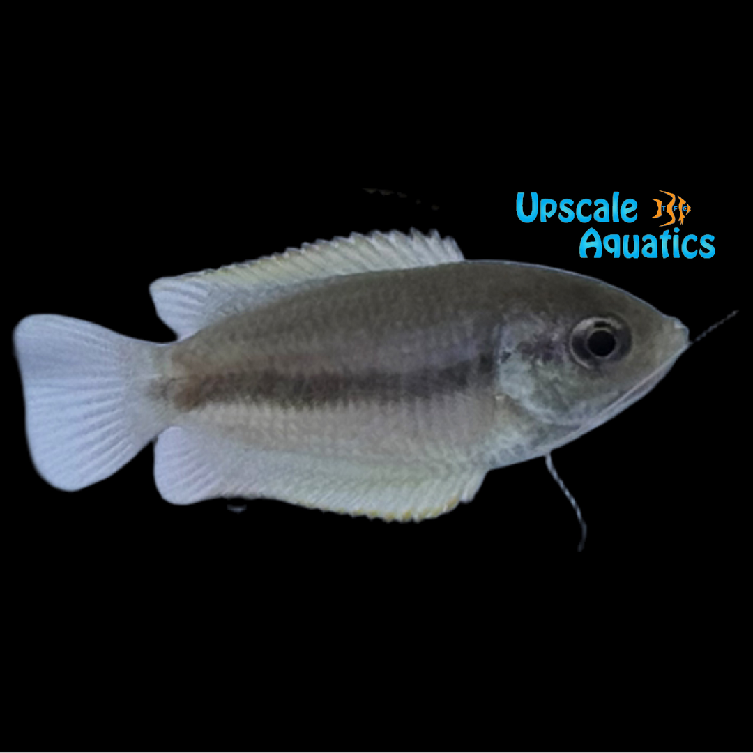 Honey Gourami (Trichogaster chuna)