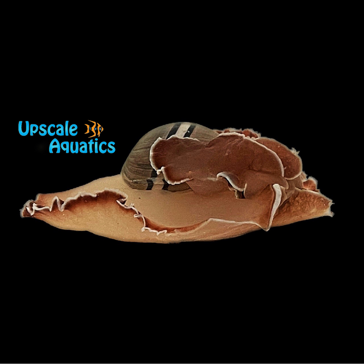 Paper Bubble Snail (Hydatina sp.)