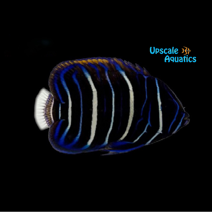 Blueface Angelfish - Juvenile (Pomacanthus xanthometopon)