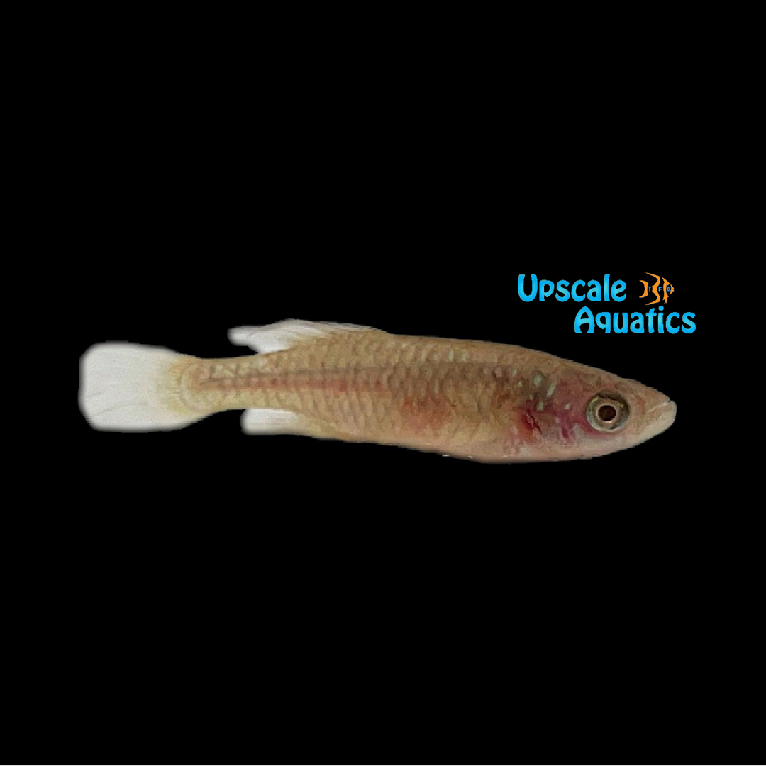 Korthausae Killifish (Nothobranchius korthausae)