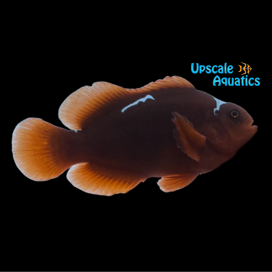 White Sparky Maroon Clownfish (Premnas biaculeatus)
