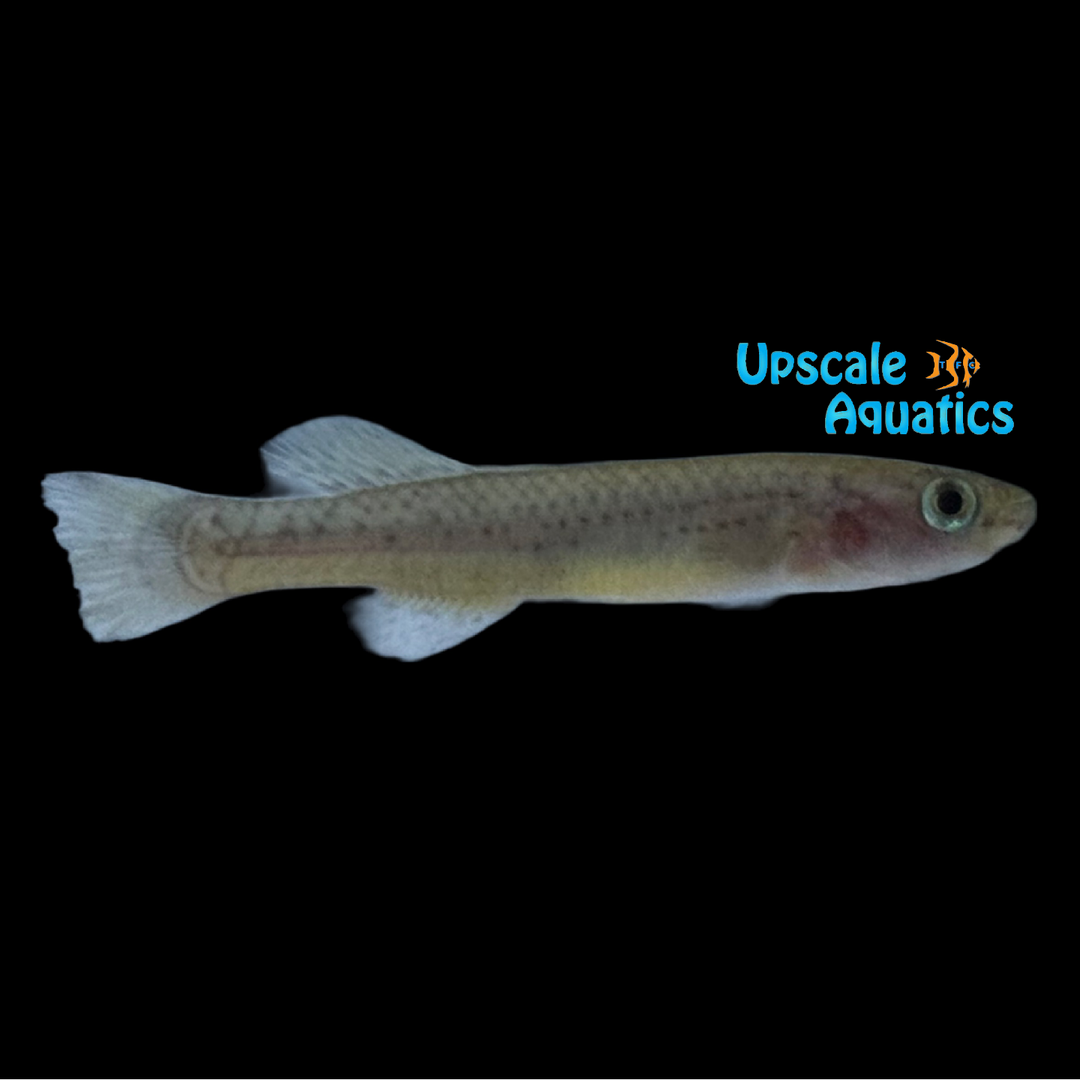 Mamfensis Gardner's Killifish (Fundulopanchax gardneri mamfensis 'Okoyong')
